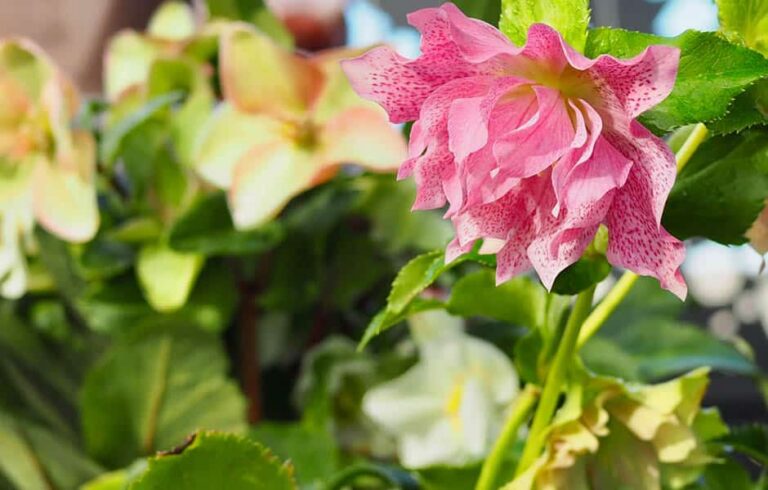 How to Grow & Care for Helleborus?