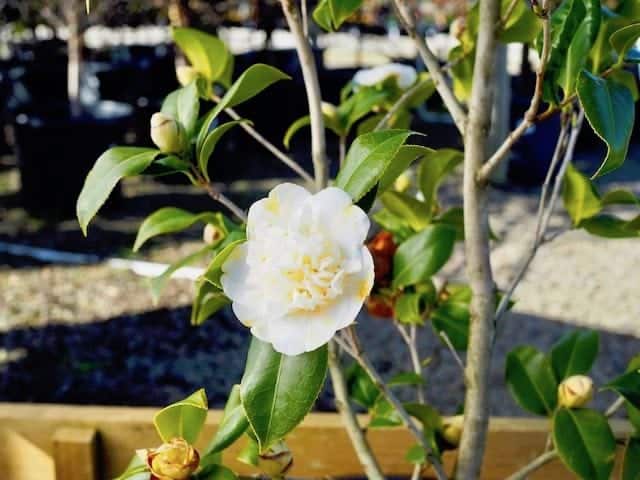 Avoid These 5 Gardenia Growing Mistakes for Stunning Blooms