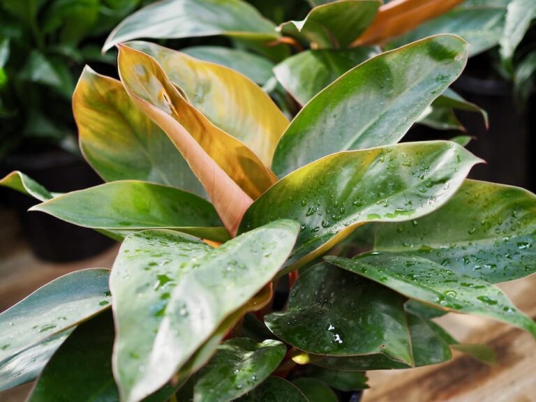 Indoor Plants, What to do with bug infestations?