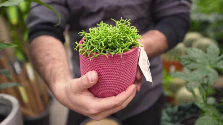 Choosing the right pot for your plant