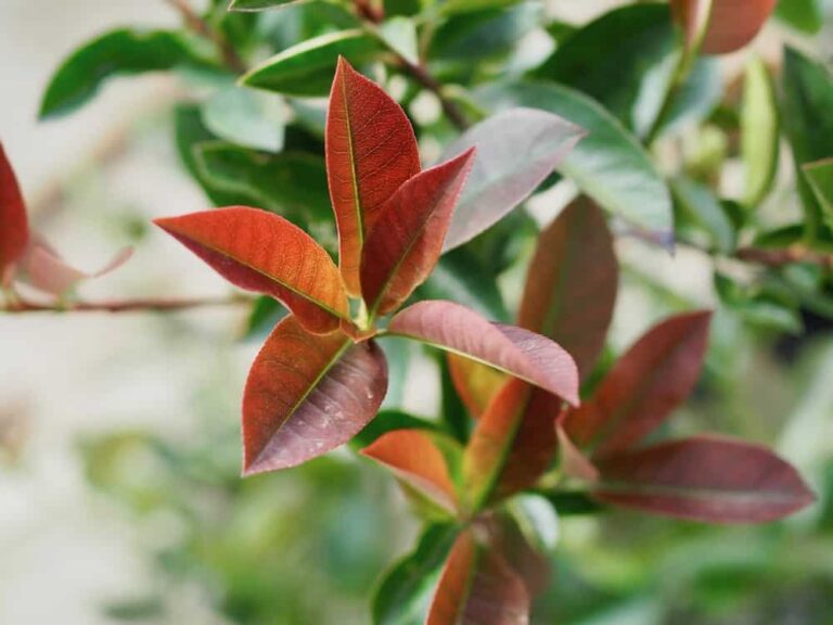 How to Grow and Care for Photinia Plants