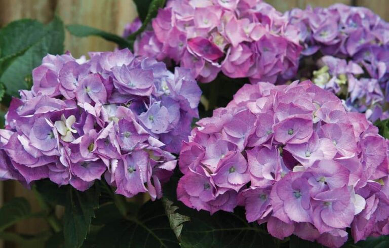 Ways To Make Your Garden Look Amazing