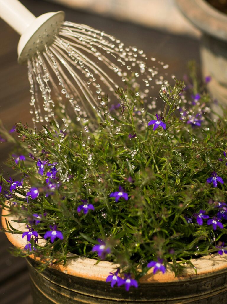 Water Your Plants – A Step-by-Step Guide
