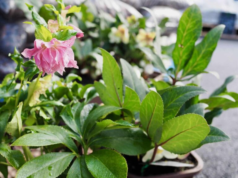 Sunlight, How much do Plants Need?