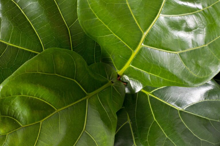 How to Grow and Care for Your Indoor Fiddle Leaf Fig