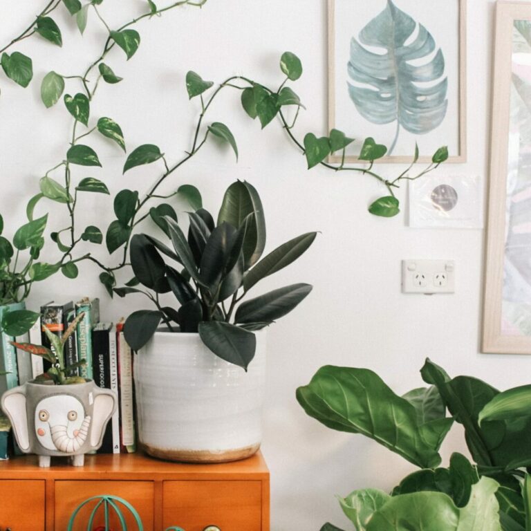Indoor Plants and Watering