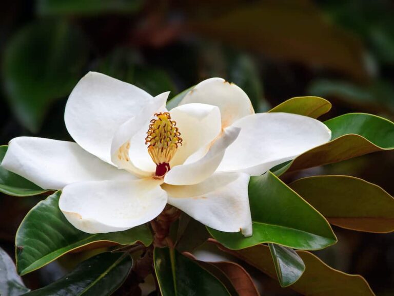 How to Grow and Care for Magnolias