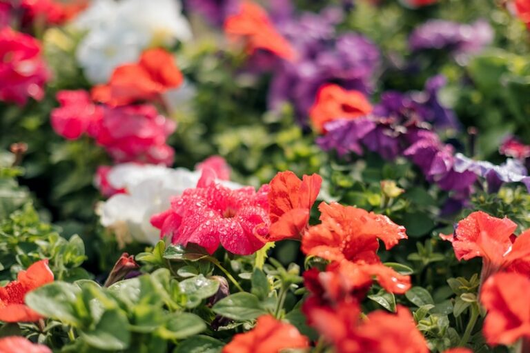 What to Grow This Summer