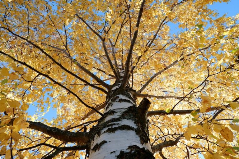 A Guide to Ornamental Trees