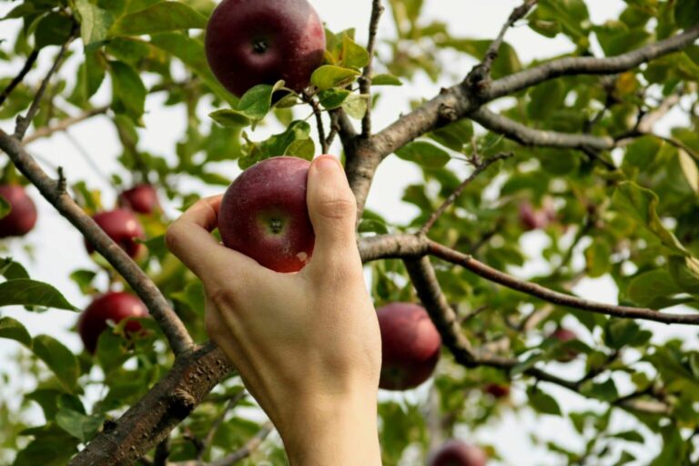 Unleash Your Green Thumb: 7 Fascinating Fruit Tree Facts