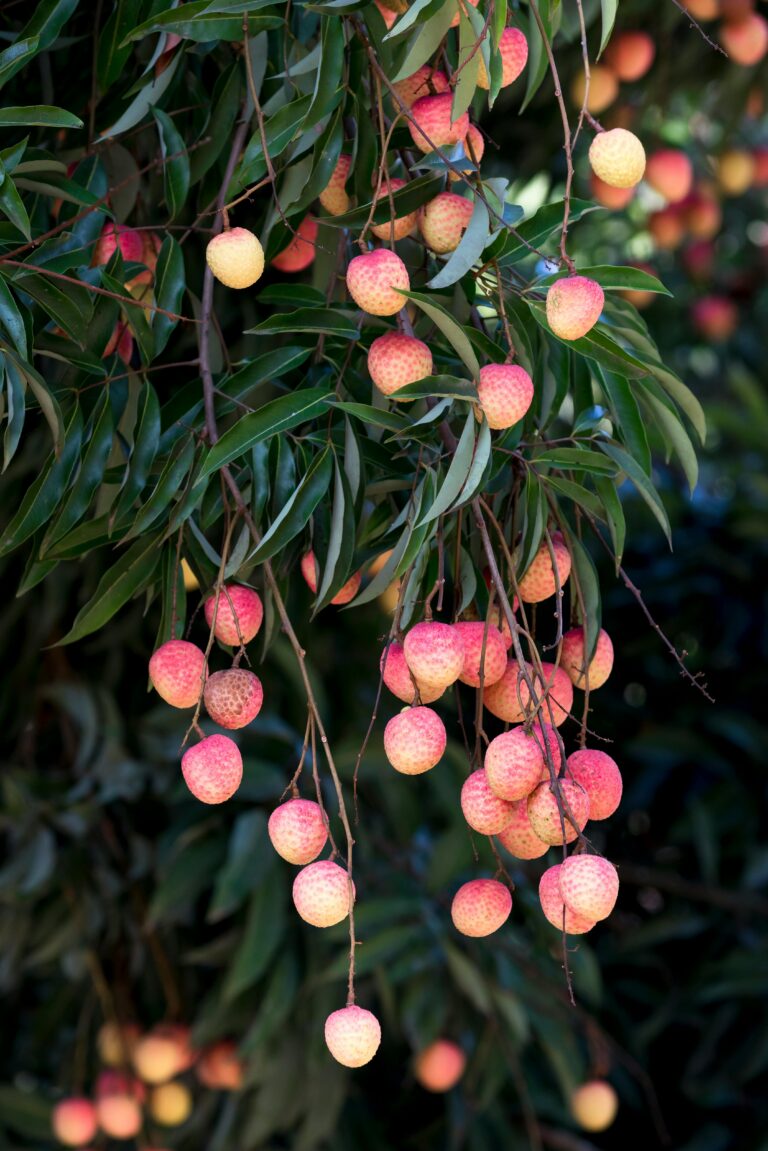 Landscaping with Fruit Trees: A Guide to Creating Edible Beauty in Your Garden