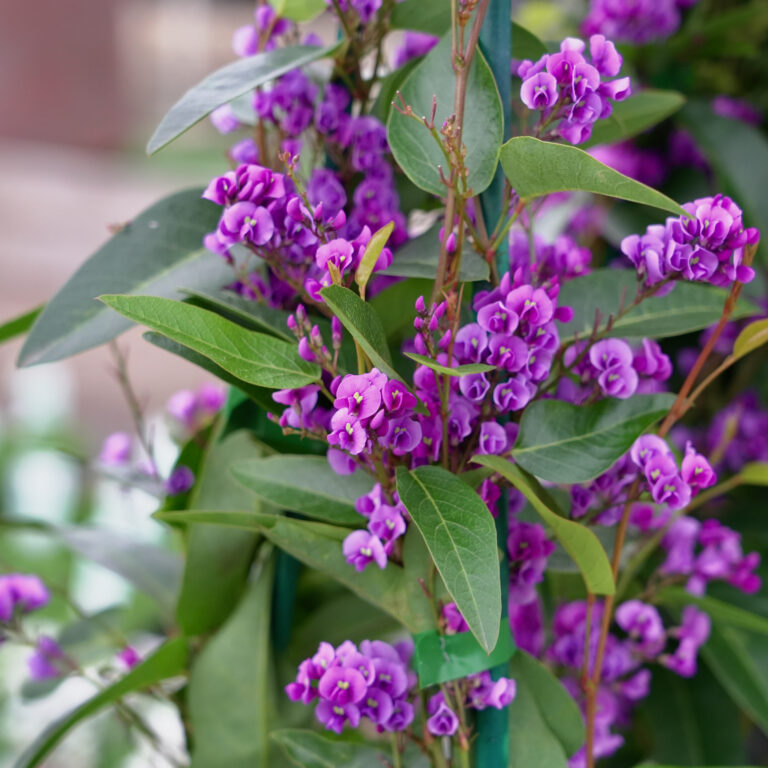 Experience the Cosy Comfort of English Cottage Gardens