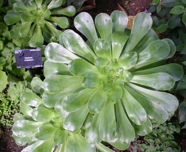 Aeonium Bronze Medal