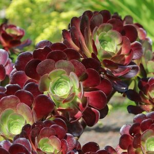 Aeonium Velour