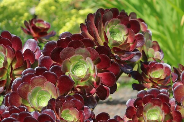 Aeonium Velour