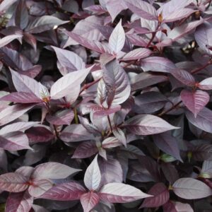 Alternanthera Little Ruby