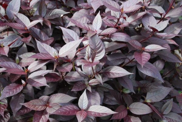 Alternanthera Little Ruby