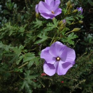 Alyogyne West Coast Gem