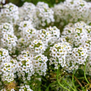 Alyssum