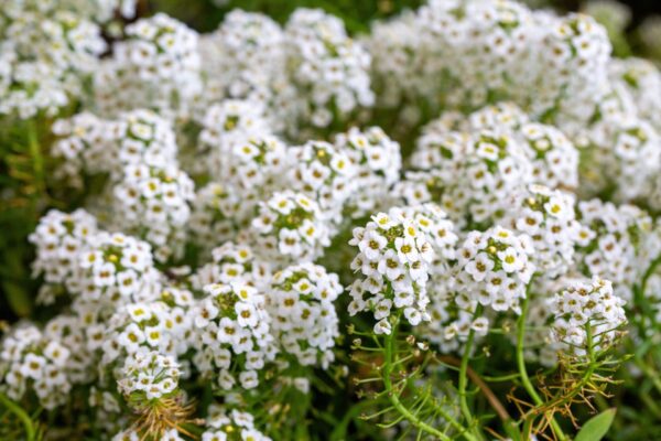 Alyssum