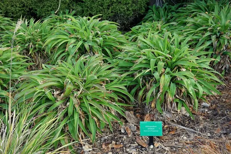 Arthropodium Te Puna