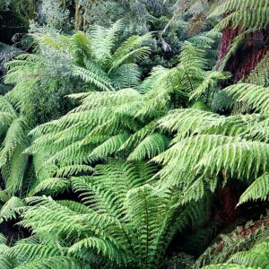 Australian Tree Fern