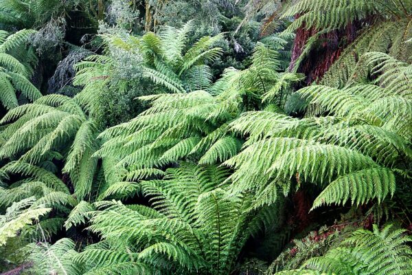 Australian Tree Fern