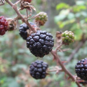 Blackberry Thornless
