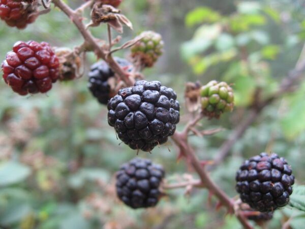 Blackberry Thornless