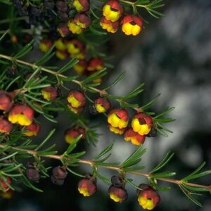 Brown Boronia