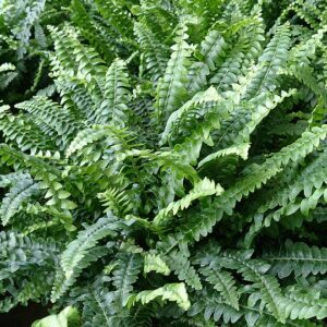 Boston Fern