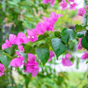 Bougainvillea