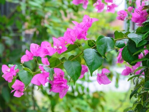 Bougainvillea