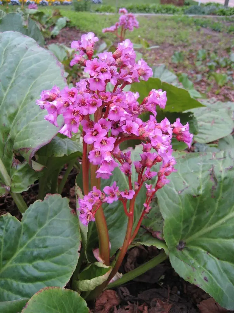 Bressingham Elephant’s Ears
