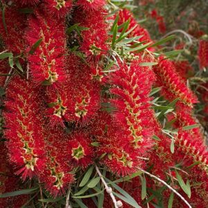 Callistemon Captain Cook