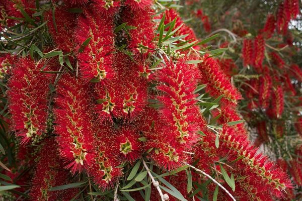 Callistemon Captain Cook
