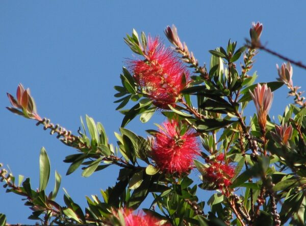 Callistemon Endeavour