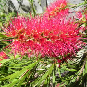Callistemon Perth Pink