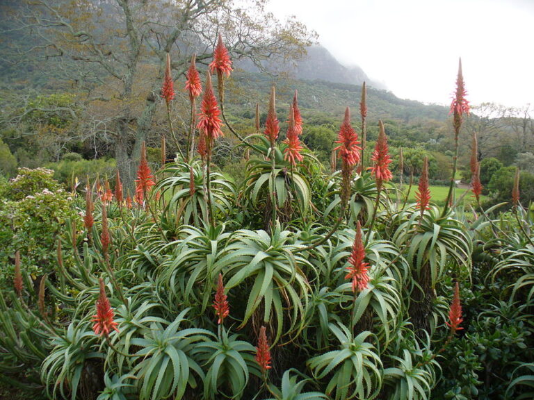 Torch Aloe