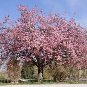 Cheals Weeping Cherry Tree