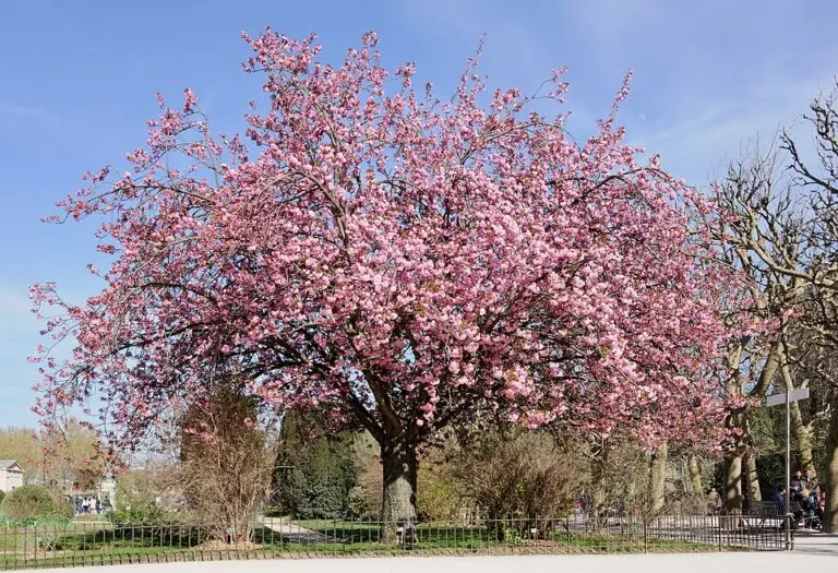 Cheals Weeping Cherry Tree