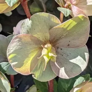 Helleborus Cinnamon Snow