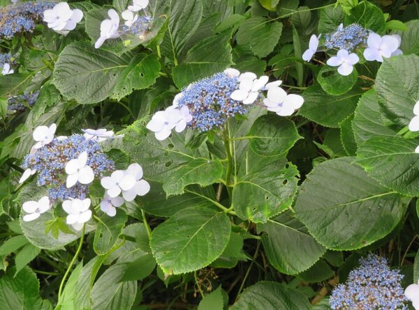 Clarke's Giant Lilac