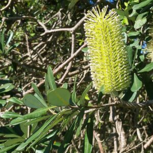Coast Banksia