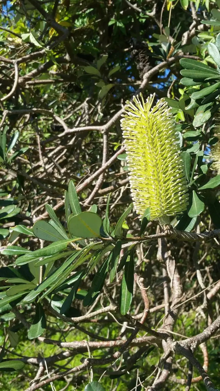 Coast Banksia