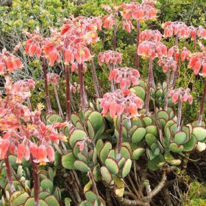 Wood's Cotyledon