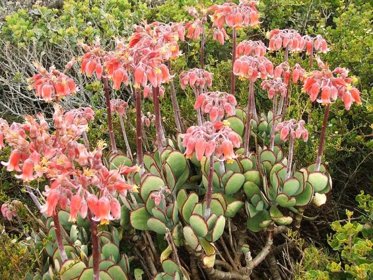 Wood’s Cotyledon