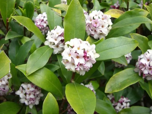 Daphne Odora Pink