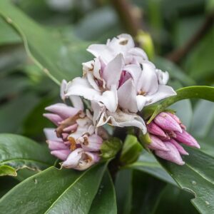 Daphne Perfume Princess