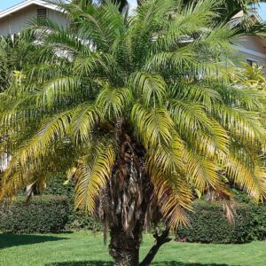 Dwarf Date Palm